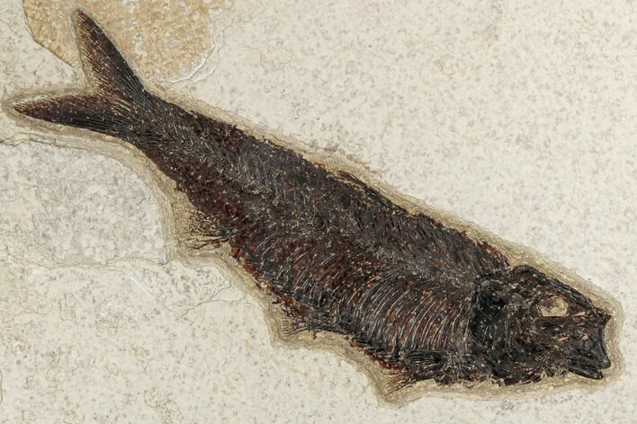 Fossil Fish (Knightia) - Green River Formation #189257